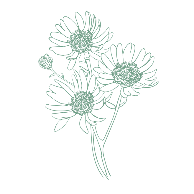 【PNG素材网-png.mixinnet.cn】花纹-洋甘菊