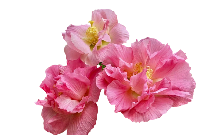 【PNG素材网-png.mixinnet.cn】芙蓉花