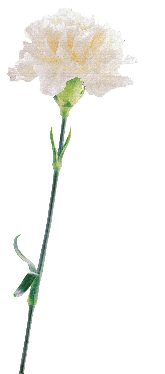 【PNG素材网-png.mixinnet.cn】@佑佑佑小溪PNG素材 免抠图 38节 女神节 母亲节素材 粉色康乃馨
