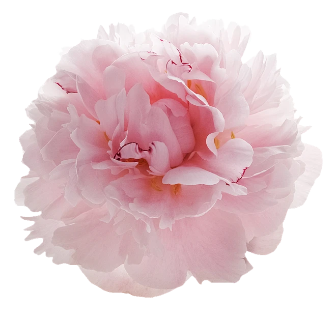 【PNG素材网-png.mixinnet.cn】粉色花朵免扣png