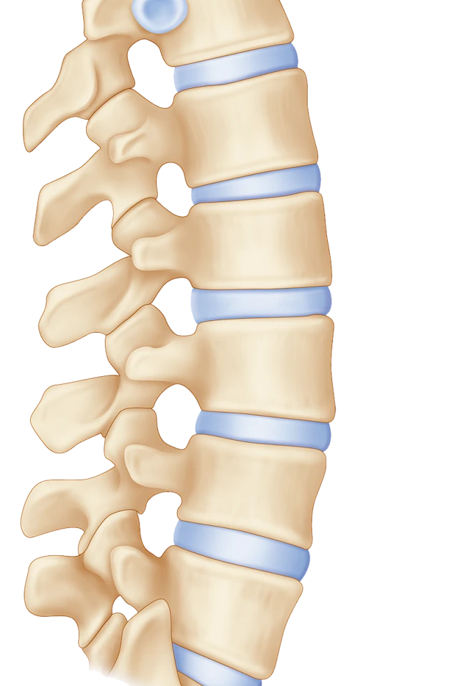 【PNG素材网-png.mixinnet.cn】腰椎,脊椎,人体结构,生物学插图