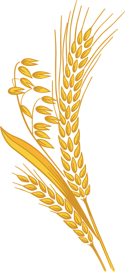 【PNG素材网-png.mixinnet.cn】Wheat PNG