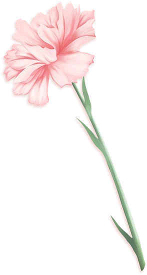 母亲节素材需求-康乃馨素材-png