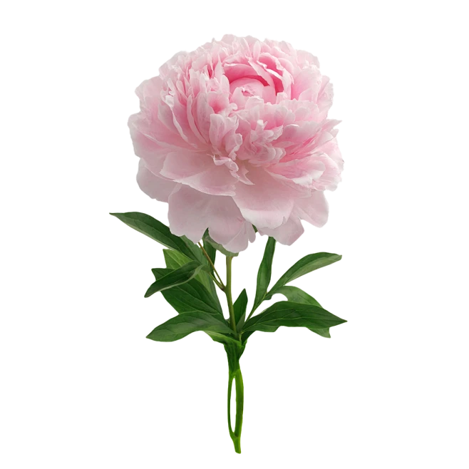 【PNG素材网-png.mixinnet.cn】女王节 母亲节鲜花免扣png