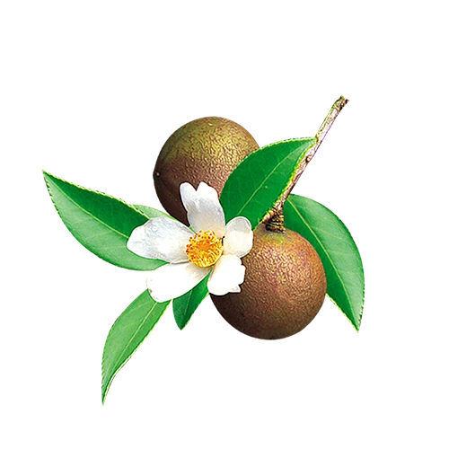 【PNG素材网-png.mixinnet.cn】山茶花