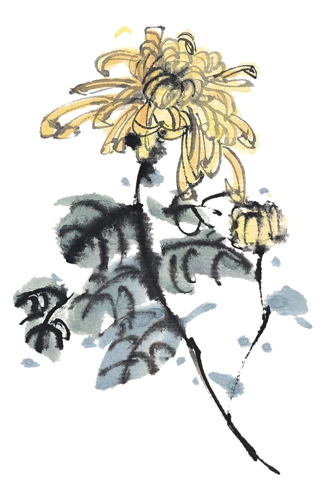 【PNG素材网-png.mixinnet.cn】水墨古风国画菊花