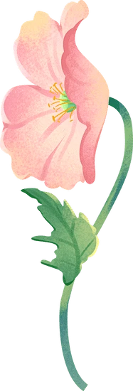 【PNG素材网-png.mixinnet.cn】春季节气完整插画A-虞美人