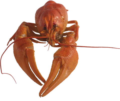 【PNG素材网-png.mixinnet.cn】小龙虾