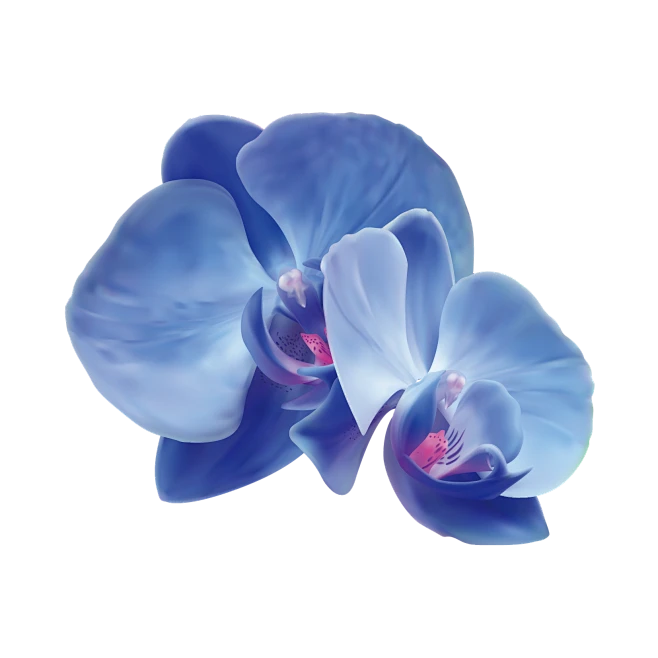 【PNG素材网-png.mixinnet.cn】兰花
