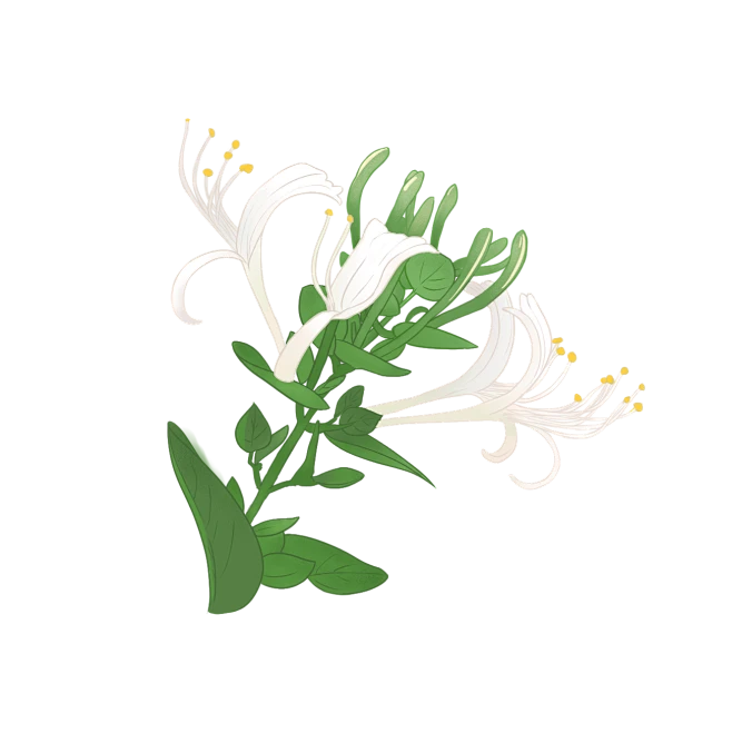 【觅图网-pic.51mitu.com】金银花插画