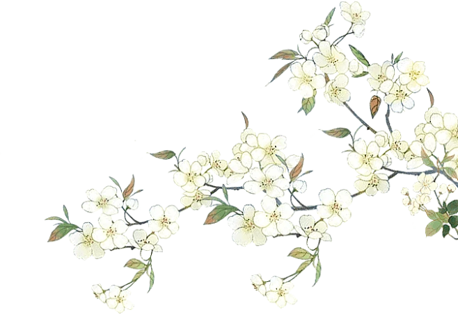 【PNG素材网-png.mixinnet.cn】雨水 杏花