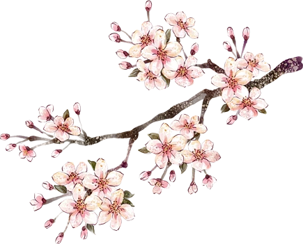 【PNG素材网-png.mixinnet.cn】古风唯美水彩手绘粉色桃花树花朵PNG素材网花枝PNG免扣透明设计素材