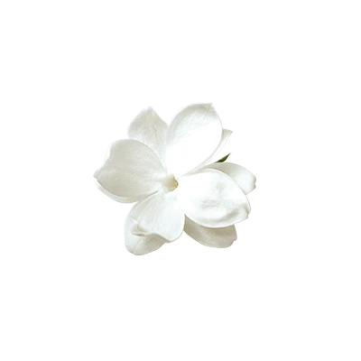 【觅图网-pic.51mitu.com】透明花