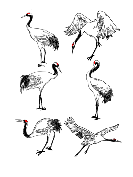 【PNG素材网-png.mixinnet.cn】丹顶鹤模板海报(3072x4107)