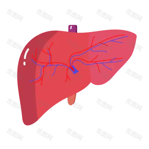手绘-人体器官医疗元素贴纸-肝