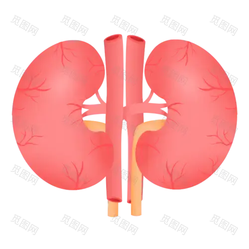 扁平-器官元素医疗贴纸-SVG-肾