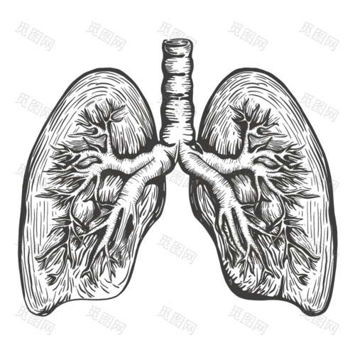 手绘-线条器官医疗元素贴纸-肺