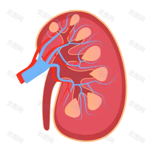 手绘-人体器官医疗元素贴纸-肾