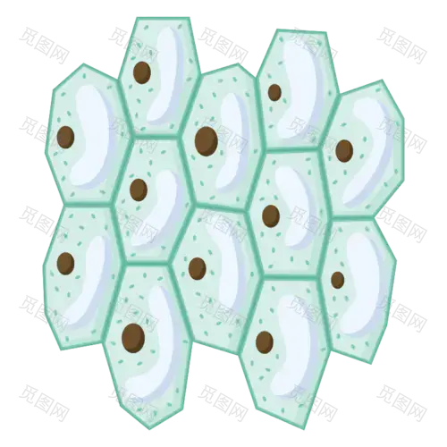 手绘-初高中课程辅导贴纸-细胞壁