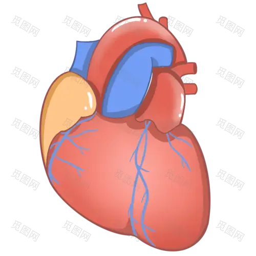 手绘-身体器官元素-心脏