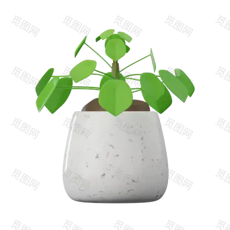 Pilea Peperomioides植物