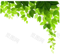 绿叶 树叶 草地 绿草PNG