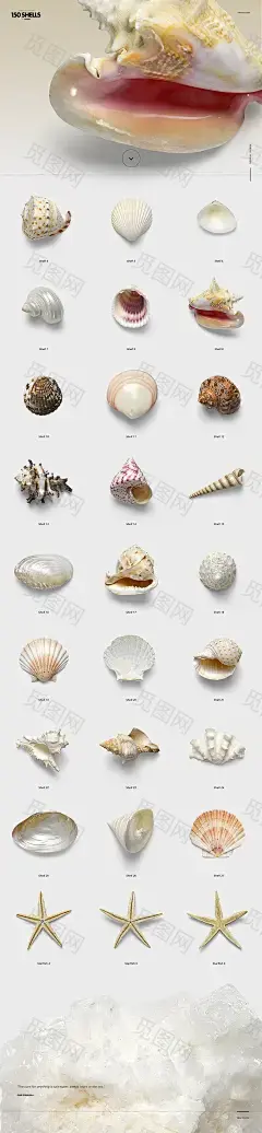 150个贝壳海螺合集超高像素透明背景免抠素材Conch conch :  