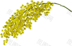 植物素材#花