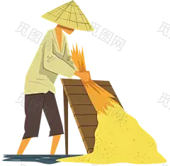 Farmer with Straw Hat Harvesting Rice