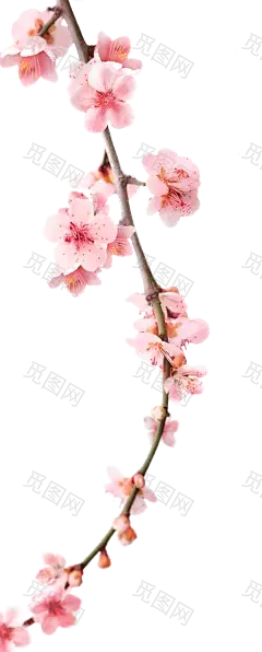 高清PNG桃花