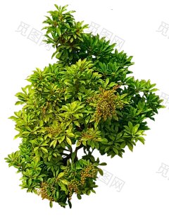 shrub_01_png___by_alz_stock-d7nc699