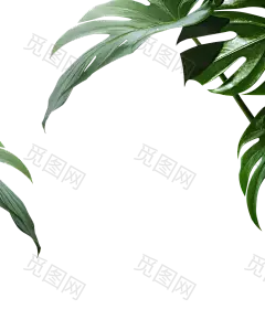 树叶 PNG