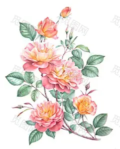 Watercolor roses : Watercolor roses